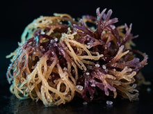 Sea Moss