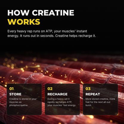 How creatine works