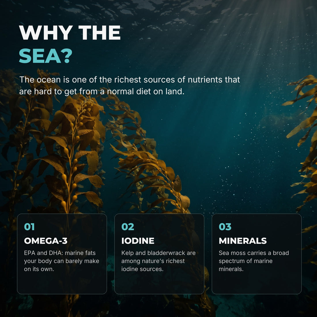 Why the sea