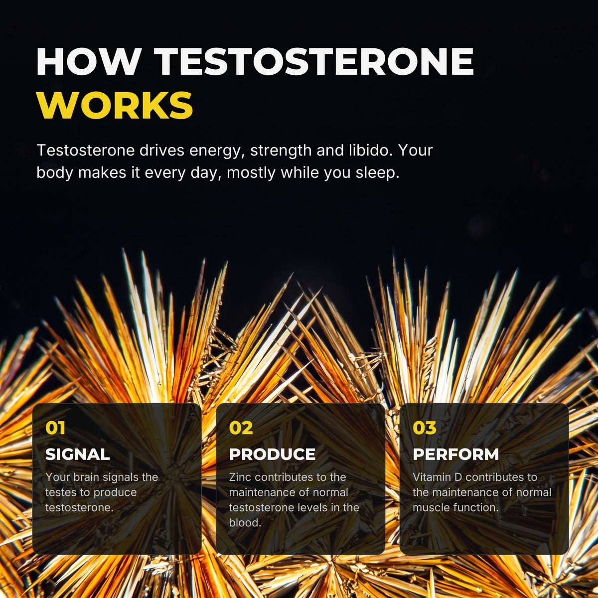 How testosterone works