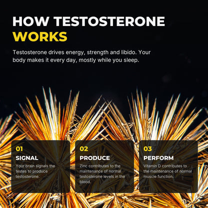How testosterone works