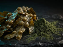 Bladderwrack